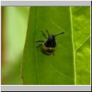 Pentatomidae - Baumwanze-Larve 01.jpg